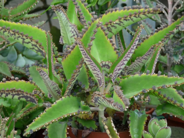 Mother of Thousands